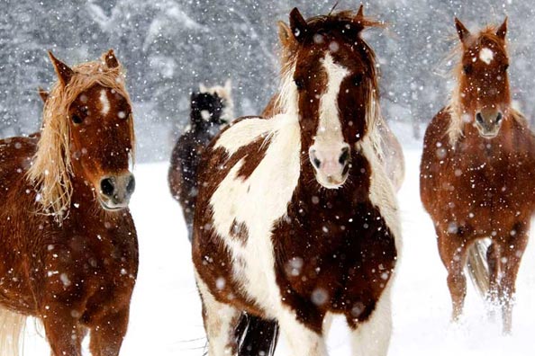 Vista Verde Ranch, Steamboat Springs, Colorado