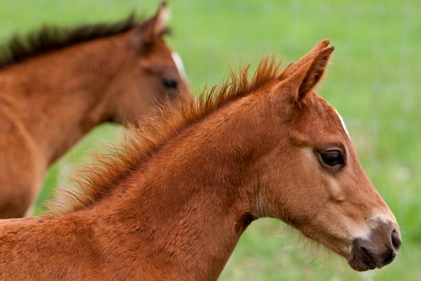 Vista Verde Ranch, Steamboat Springs, Colorado