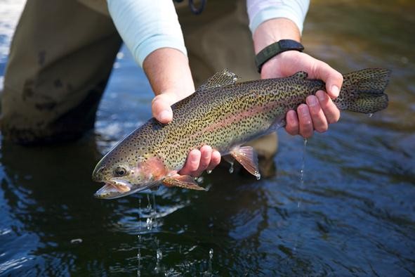 Rainbow Trout