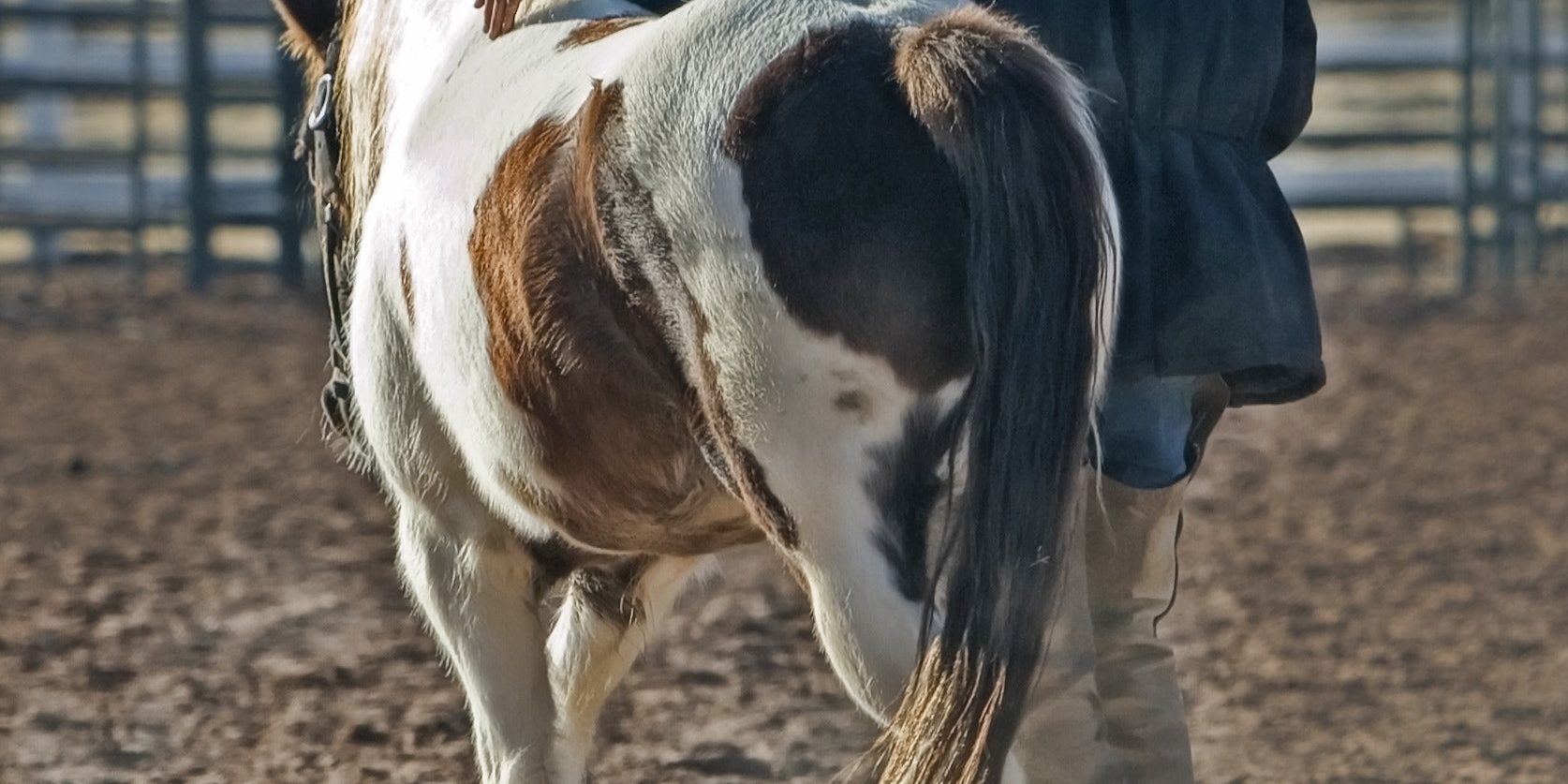 animal-country-cowboy-53011 Country Cowboy
